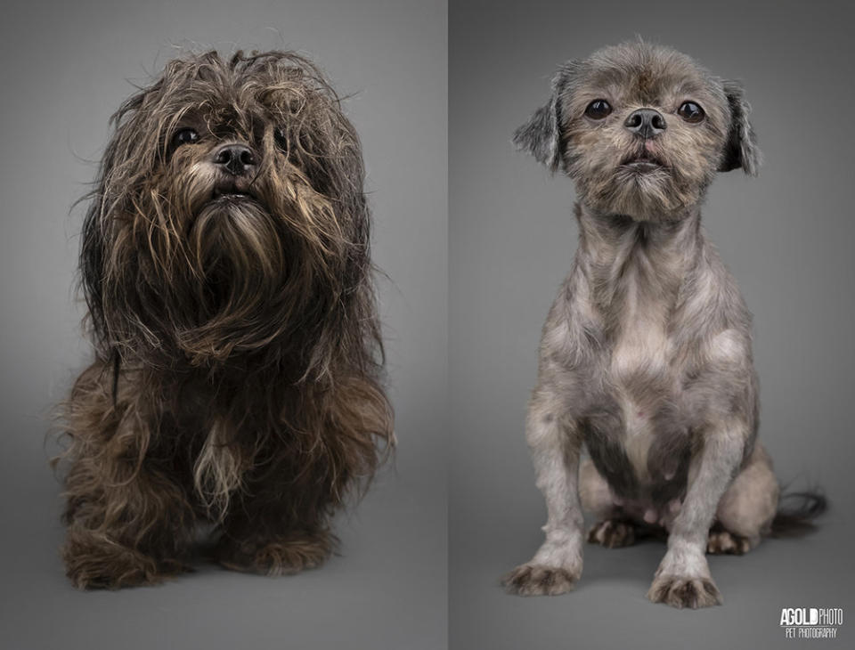 Wendy, who Goldberg described as having "the most dramatic transformation" of all the dogs he photographed. "All she wanted to do was give the groomer kisses," he said. (Photo: Adam Goldberg/AGoldPhoto)