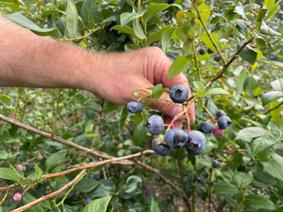 Blueberries are available at Hazen's Farm in Marion Township on Thursday, Aug. 10, 2023.