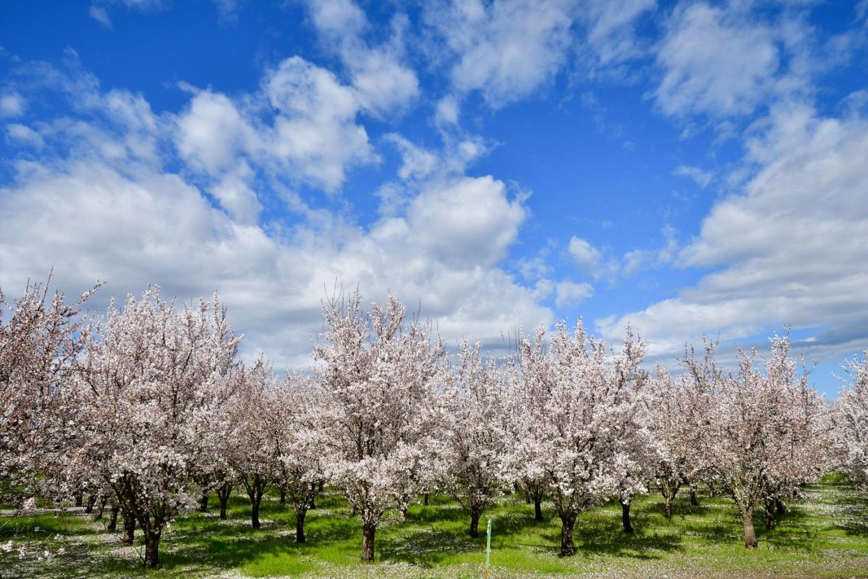 california almond orchard in bloom under a beautiful clouded blue sky