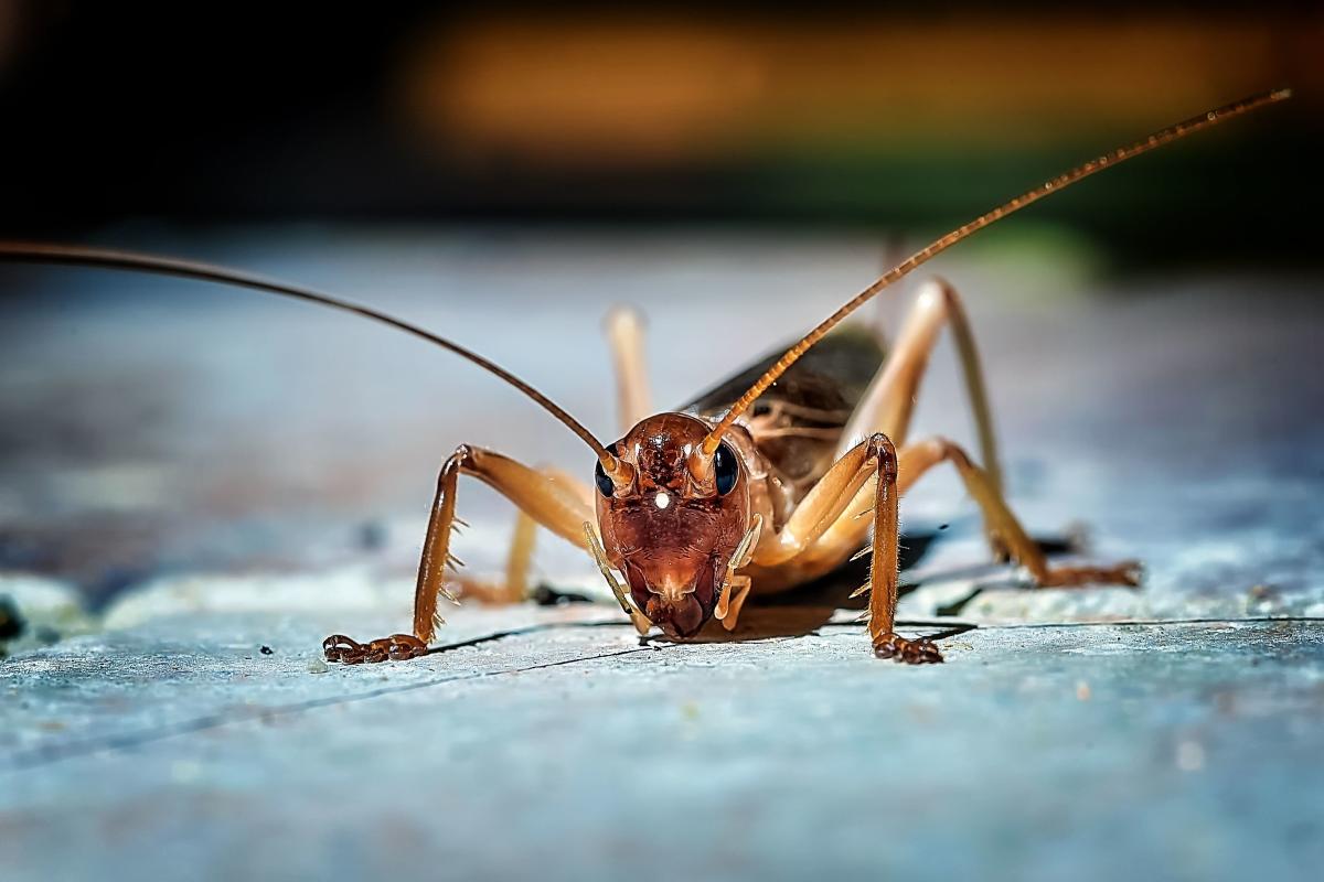 WATCH Swarms of Crickets Are Invading Texas