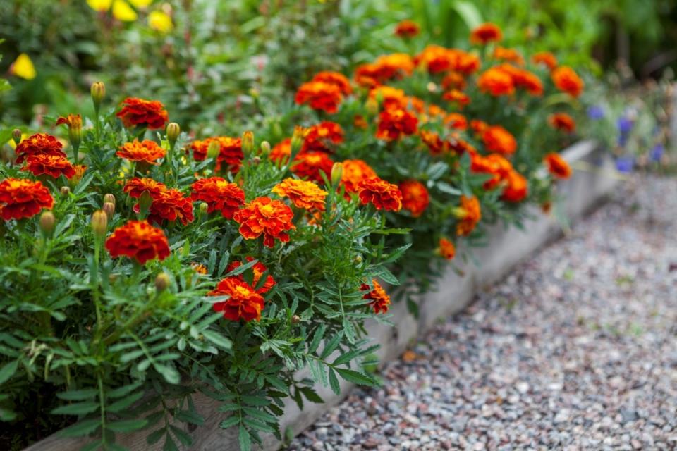 A row of marigold flowers planted along the edge of a garden bed to keep pests away.