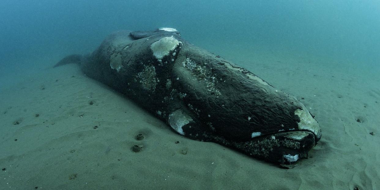 carcass of a dead southern right whale calf resting on the ocean floor, nuevo gulf, valdes peninsula, argentina