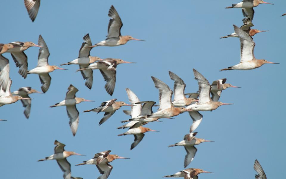 The reserve is home to many breeding bird species