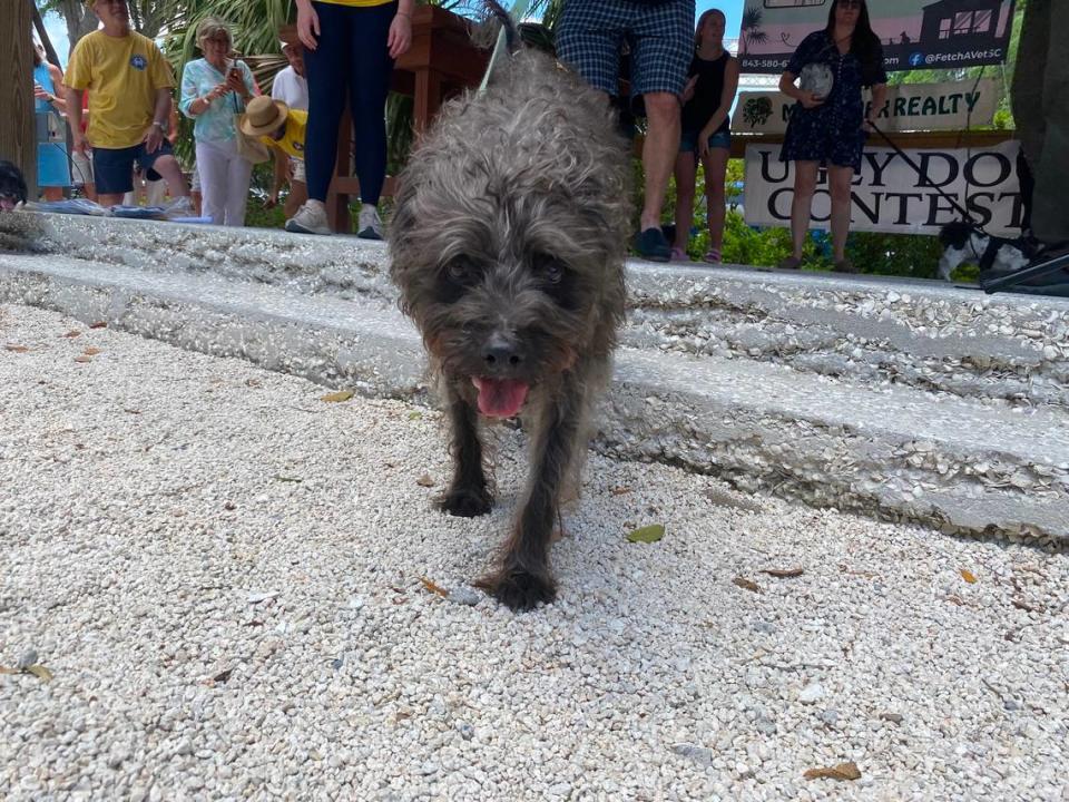 Ten-year-old Charlie was crowned Bluffton’s ugliest dog at the contest during Mayfest on Saturday, May 7, 2022. It’s the fifth time he’s taken the title.