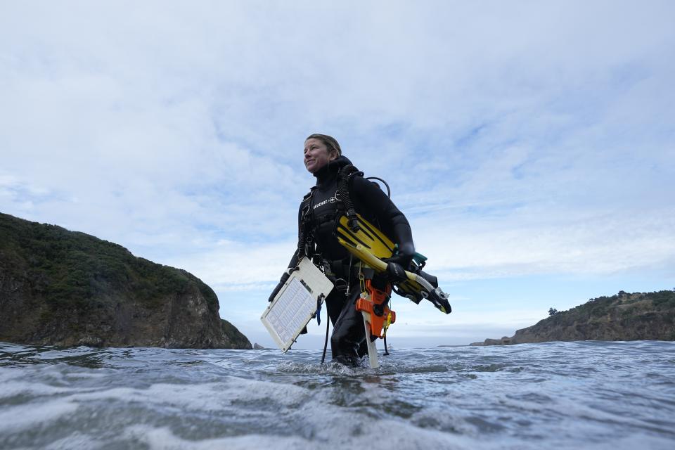 Scientific diver Morgan Murphy-Cannella carries her gear after surveying a bull kelp reforestation project, Friday, Sept. 29, 2023, in near Caspar, Calif. California's coast has bull and giant kelp, the world's largest marine algae. Urchins have hurt both species, though giant kelp forests have fared better. (AP Photo/Gregory Bull)