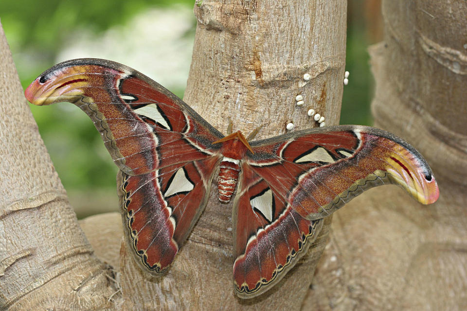 The official bad boy moth of the animal kingdom.