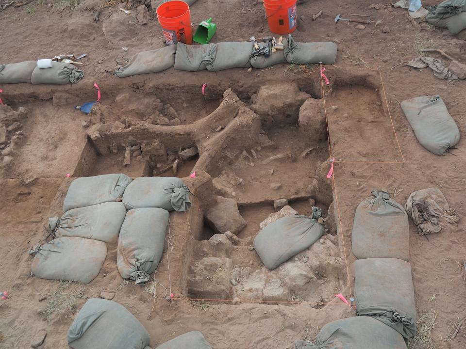 An excavation site in New Mexico that mostly holds broken bones from mammoths’ ribs and spine. The most prominent fossil is a portion of the adult mammoth’s skull.