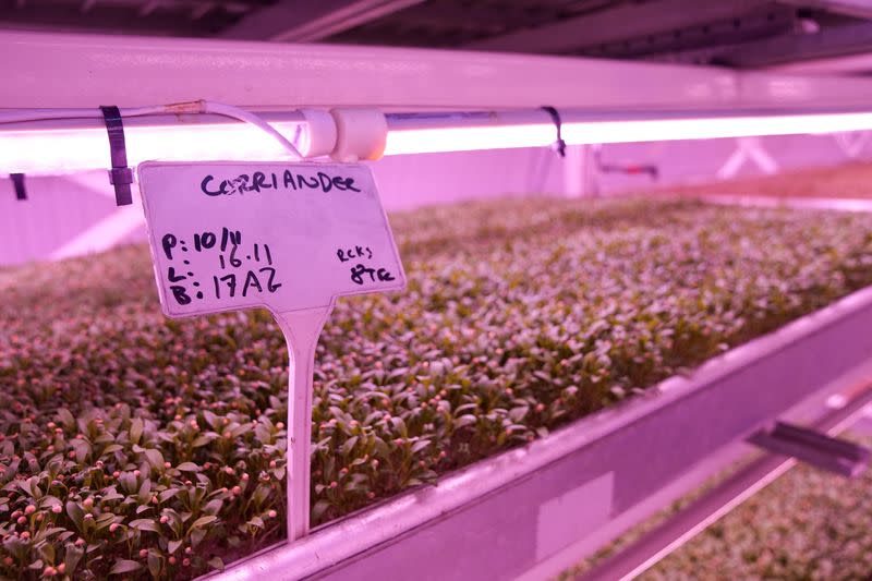 Underground farm grows plants without soil under Londoners' feet