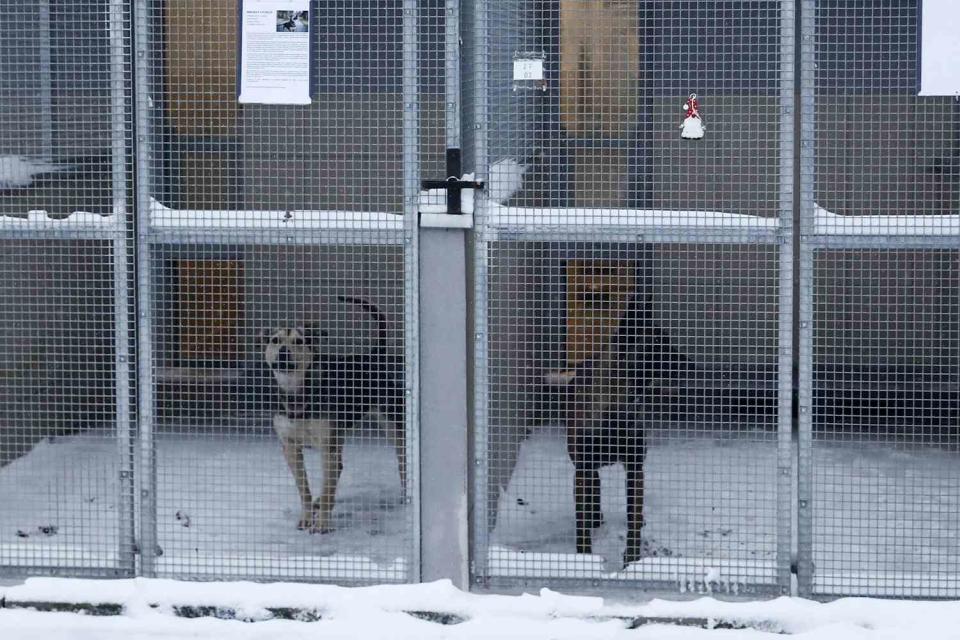 <p>AP Photo</p> Two dogs wait to be adopted or temporarily fostered, in Krakow, Poland.