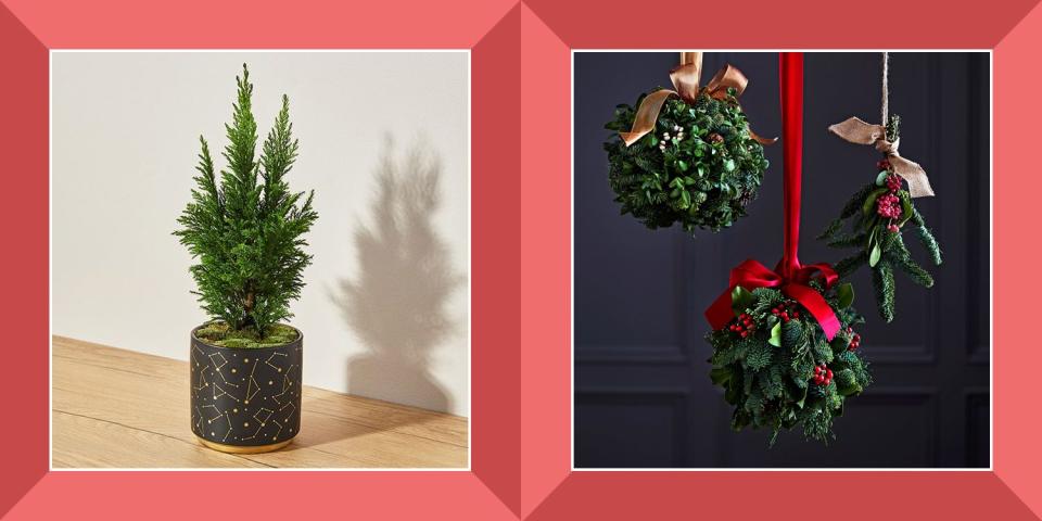 These Lovely and Low-Maintenance Christmas Plants Make the Best Gifts