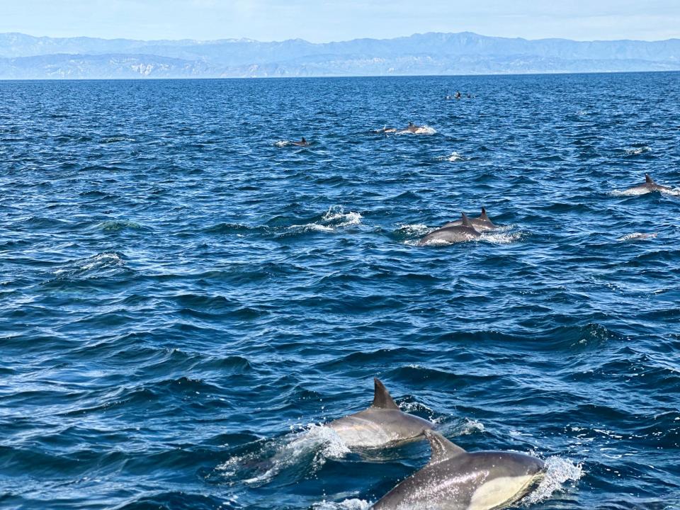 Tour boats often run behind schedule on trips to the Channel Islands National Park, thanks to diversions like huge pods of dolphins that demand attention.