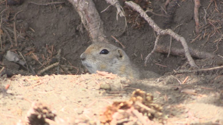 City of Regina wants to stop naming parks after random plants and animals