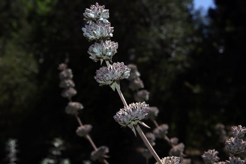 LOS ANGELES, CA - JULY 08: A sage plant grows in the California Botanic Garden on Wednesday, July 8, 2020 in Los Angeles, CA. It is the state's largest garden of California native plants with 86 acres and more than 1,200 native species. (Dania Maxwell / Los Angeles Times)