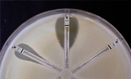 FILE PHOTO: A plate which was coated with an antibiotic-resistant bacteria called Klebsiella with a mutation called NDM 1 and then exposed to various antibiotics is seen at the Health Protection Agency in north London in this picture taken March 9, 2011.  REUTERS/Suzanne Plunkett/File Photo