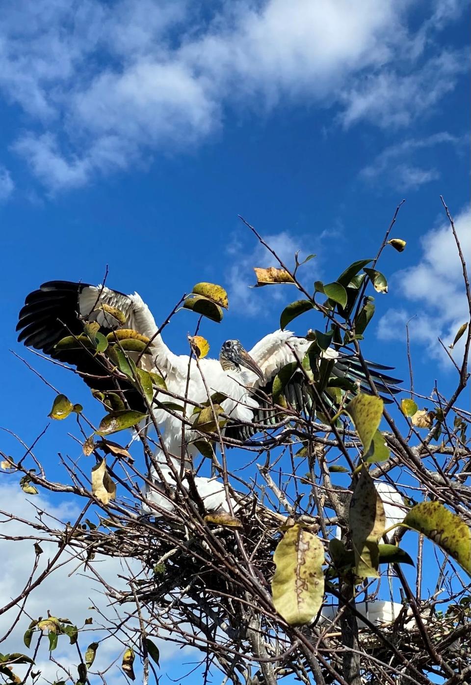 A stork at the Wakodahatchee Wetlands in Delray Beach, Florida.