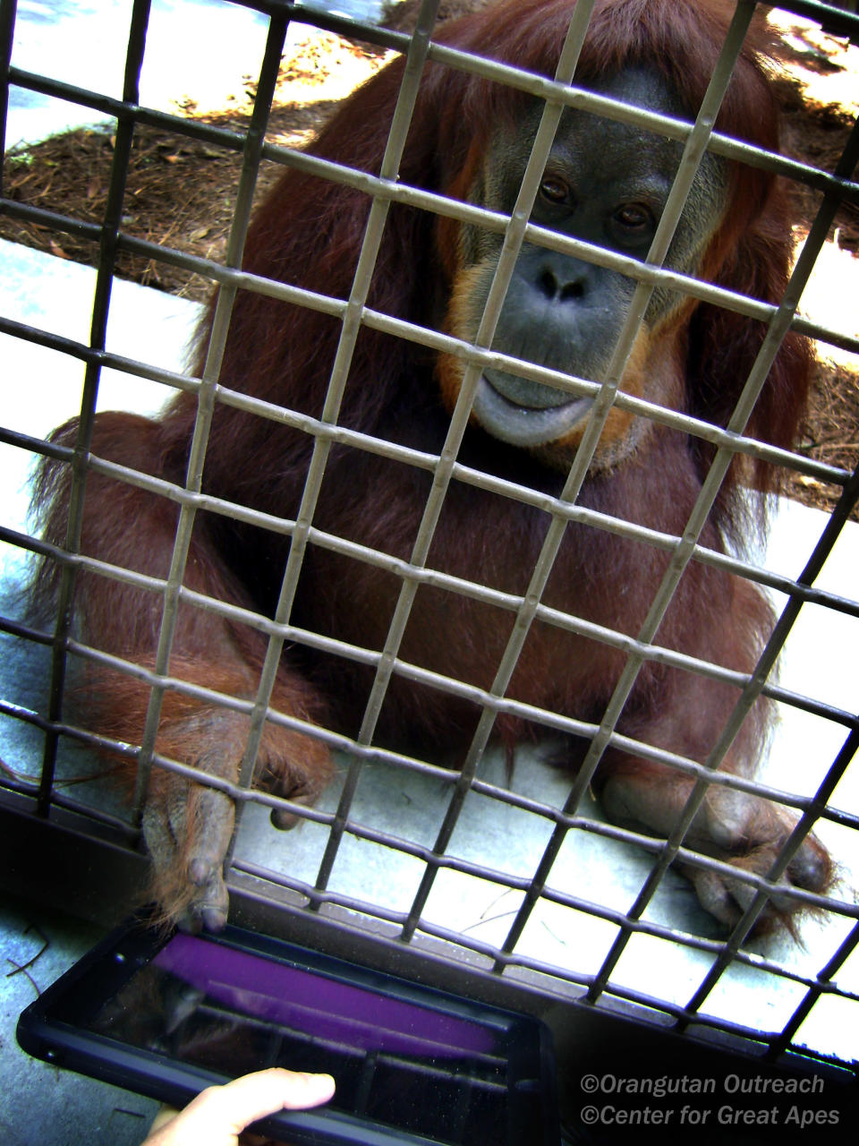 <a href="http://redapes.org/" rel="nofollow noopener" target="_blank" data-ylk="slk:(Photo courtesy of Center for Great Apes/Orangutan Outreach);elm:context_link;itc:0;sec:content-canvas" class="link ">(Photo courtesy of Center for Great Apes/Orangutan Outreach)</a> <br> <br> <a href="http://news.yahoo.com/apes-ipads-national-zoo-150122086.html" data-ylk="slk:Click here for the full story from LiveScience.com;elm:context_link;itc:0;sec:content-canvas;outcm:mb_qualified_link;_E:mb_qualified_link;ct:story;" class="link  yahoo-link">Click here for the full story from LiveScience.com</a>