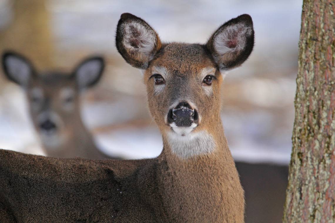 Likely the biggest change for 2024-25 affecting Centre County hunters is an extended firearms season for antlerless deer — January 2-20, in WMU 4D.