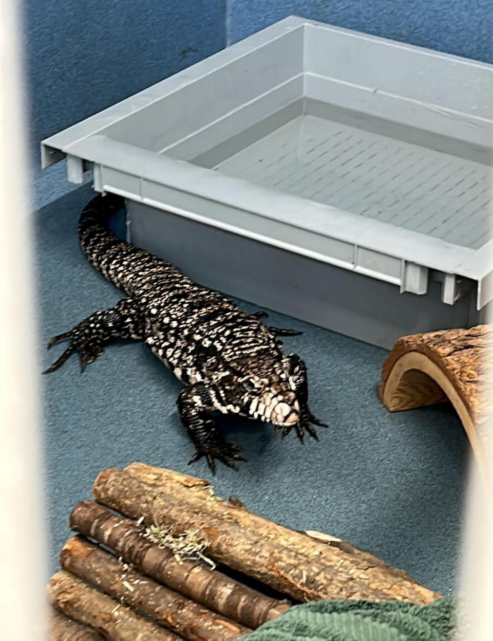 At nearly 3ft long, the lizard is the largest reptile in the GSPCA's care. (SWNS)