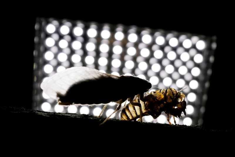 FILE PHOTO: A newly emerged adult cicada dries its wings on a tree near Rock Creak park in Washington, D.C.