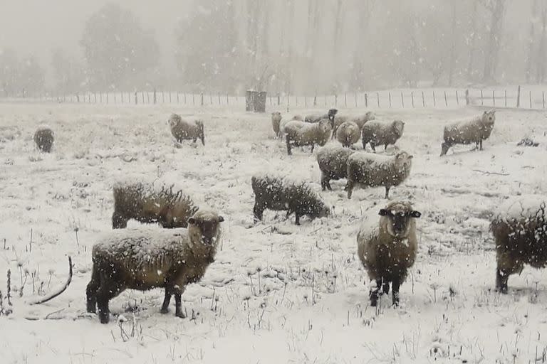 Intensas nevadas en la localidad de Las Golondrinas, en la provincia de Chubut