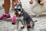 <p>Dogs at Howlloween at the Grand Copthorne Waterfront Hotel. (Photo: Bryan Huang/Yahoo Lifestyle Singapore)</p>