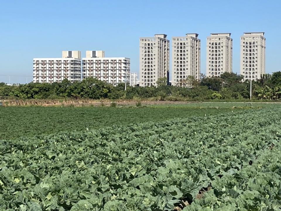 隨著日夜溫差變化大，平地的高麗菜也種出如高山的尖頭形狀。（記者張淑娟攝）