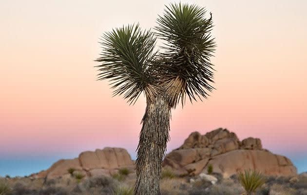 Spend at least a day or more exploring Joshua Tree National Park. Photo:Visit Greater Palm Springs