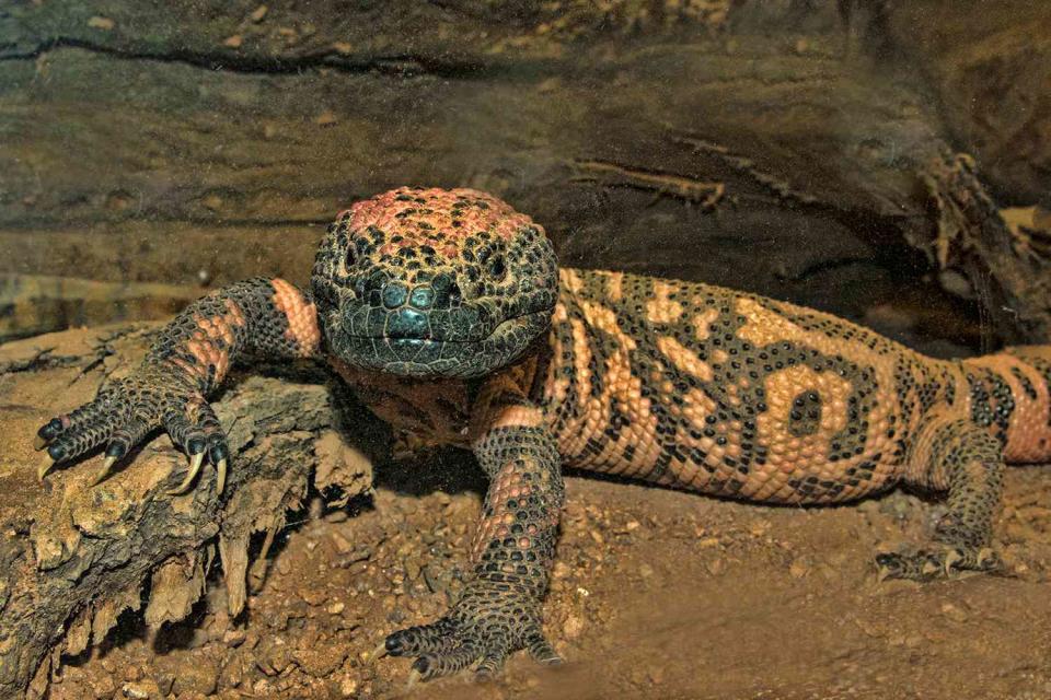 <p>Getty</p> Gila Monster.