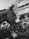 <p>Mill Reef was a Champion Thoroughbred racehorse and sire. He was bred in the United States but was trained in the United Kingdom throughout his racing career which lasted from 1970 to 1972. Mill Reef won twelve of his fourteen races and finished second in the other two. He was an outstanding two-year-old in 1970, and proved even better at three, winning the Epsom Derby, the Eclipse Stakes, the King George VI and Queen Elizabeth Stakes and the Prix de l'Arc de Triomphe.</p>