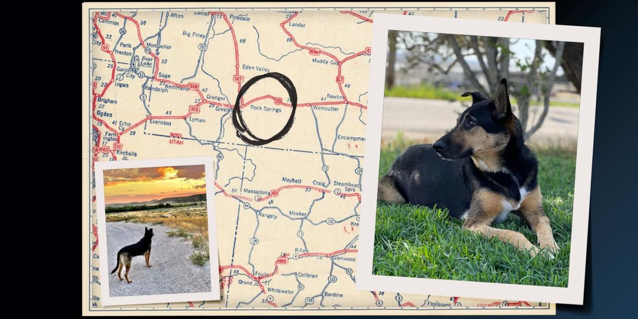 collage with pictures of dogs and a map with a circle