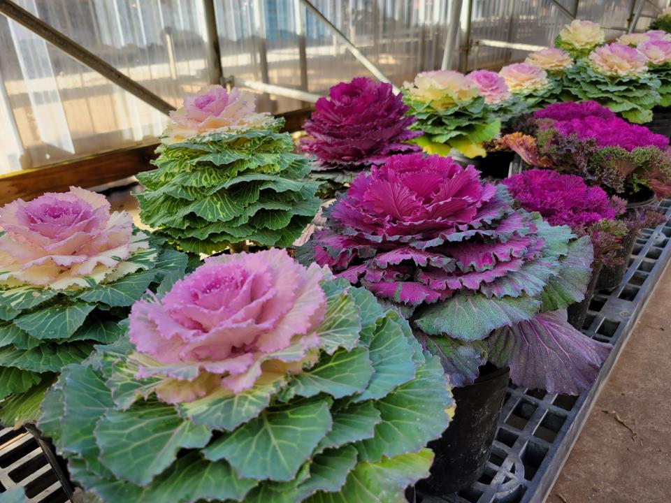 Ornamental Cabbage waits in the greenhouse at Little Red Nursery, 4006 34th St., as seen on Monday, Jan. 9, 2023.
