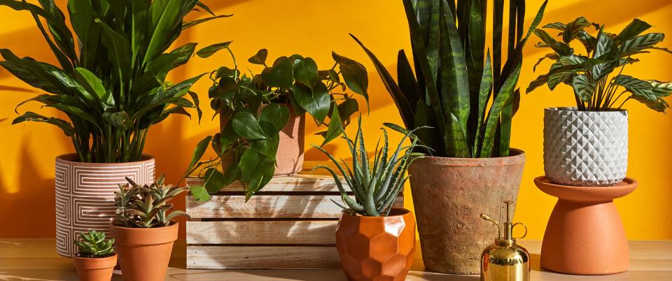 Amazon Reviewers Are "Blown Away" By This $30 Money Tree Plant