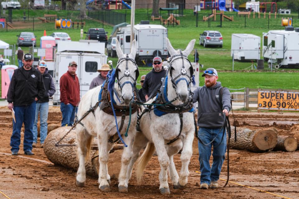 Two mules and handler Ricky Corn pull a heavy log during a competition at Maury County Park on Mule Day in Columbia, Tenn. on April 4, 2024.