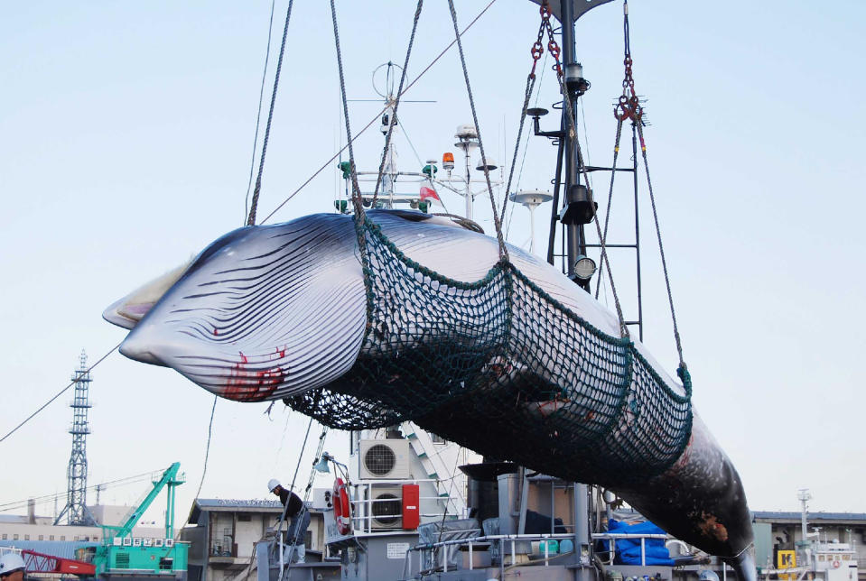 Japan withdrew from the IWC to pursue commercial hunting in its own waters. Source: Getty