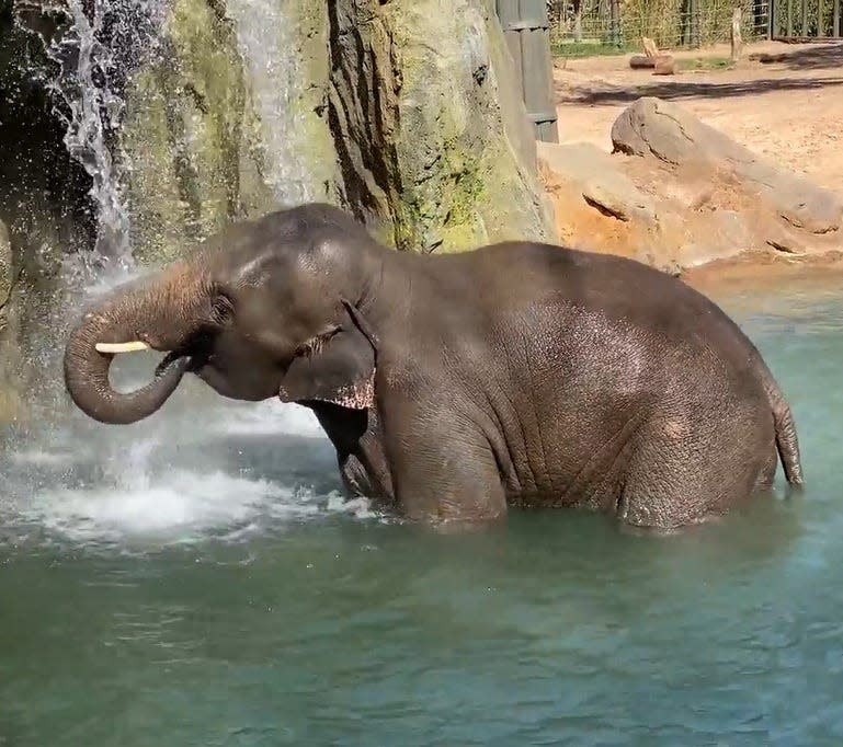 Bowie (pronounced Boo-ee), a 9-year-old male Asian elephant, has joined the herd at the Oklahoma City Zoo and Botanical Garden.