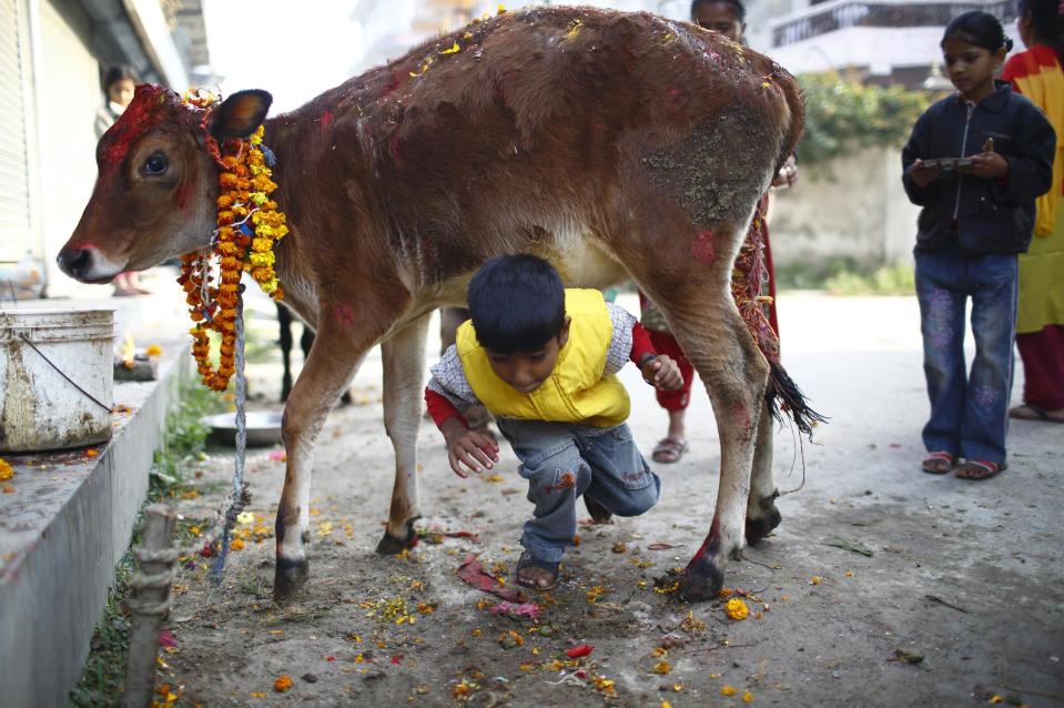 A boy crawls under a cow during a religious ceremony in Kathmandu November 3, 2013. Hindus all over Nepal are celebrating the Tihar festival also called Diwali during which they worship cows, which are considered a maternal figure, and other animals. Also known as the festival of lights, devotees also worship the goddess of wealth Laxmi by illuminating and decorating their homes using garlands, oil lamps, candles and colourful light bulbs. REUTERS/Navesh Chitrakar (NEPAL - Tags: RELIGION SOCIETY ANIMALS)