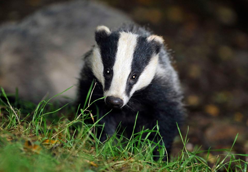 <p>The badger cull has wiped out more than 140,000 animals over the past eight years</p> (Ben Birchill/PA Wire)