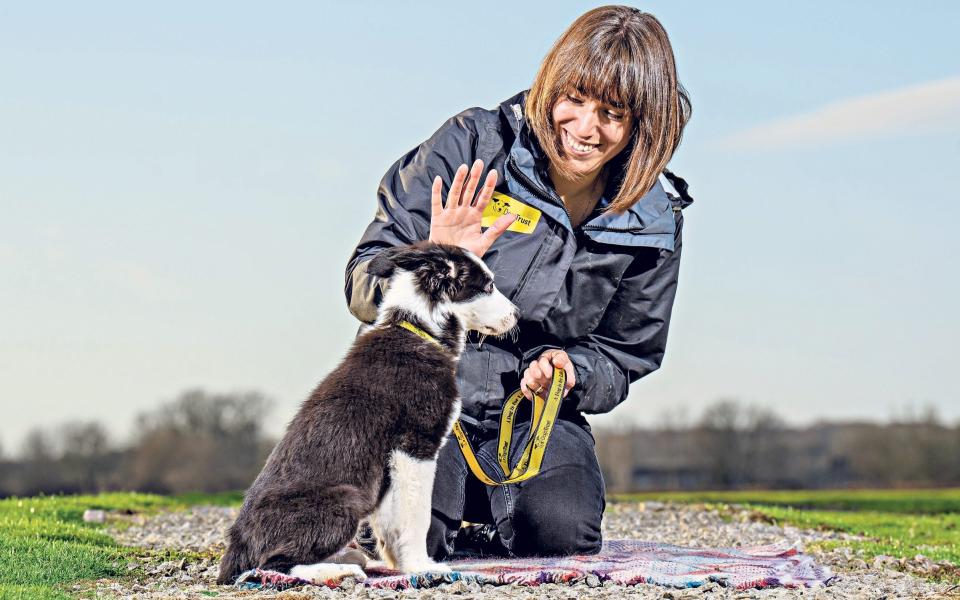 puppy school dogs trust telegraph christmas charity appeal - Charlotte Graham