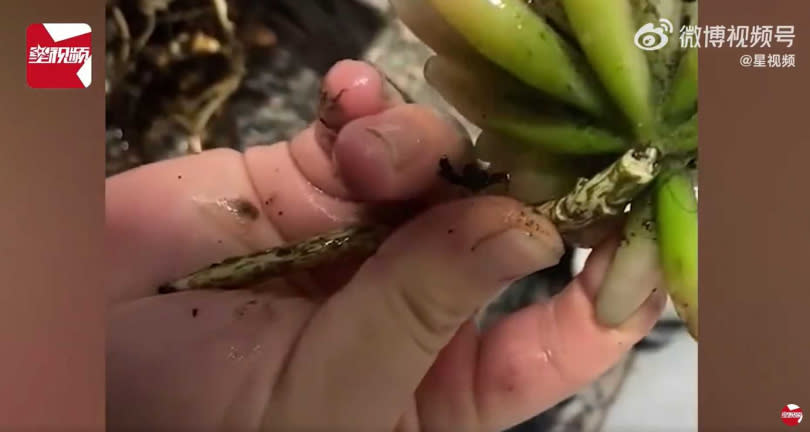 大陸福建一名女子近日要幫養了一年的多肉植物換花盆，沒想到取出來後，竟發現多肉植物的根竟然是鐵絲做的。（圖／翻攝星視頻）