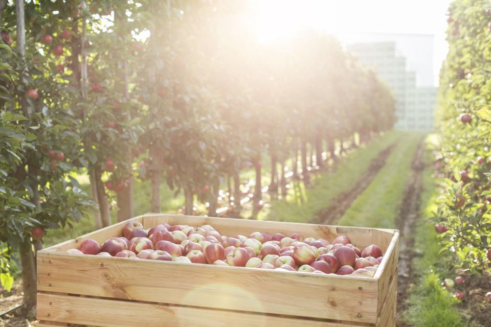 2) Terhune Orchards, New Jersey