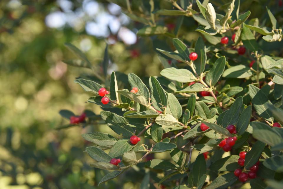 The autumn olive plant produces colorful berries in the summer. Birds eat the berries and the seeds are left in new areas, allowing the plant to spread, which is a problem since it is one of the more invasive non-native plants in Indiana. It's on the list of plants that cannot be sold in the state.