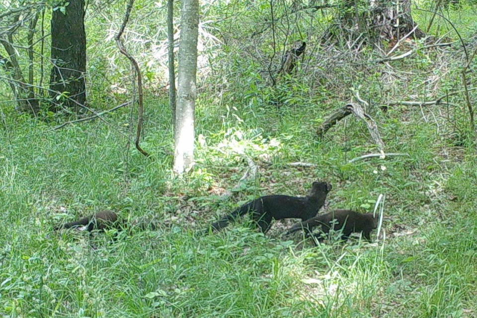 A mother fisher leads two of her youngsters on a hunt.