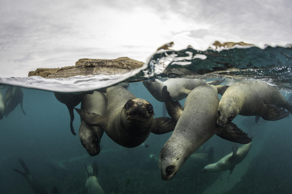 Split shot of a very large number of South American sea lions swimming towards the camera at a colony in the Nuevo Gulf, Valdes Peninsula, Argentina.