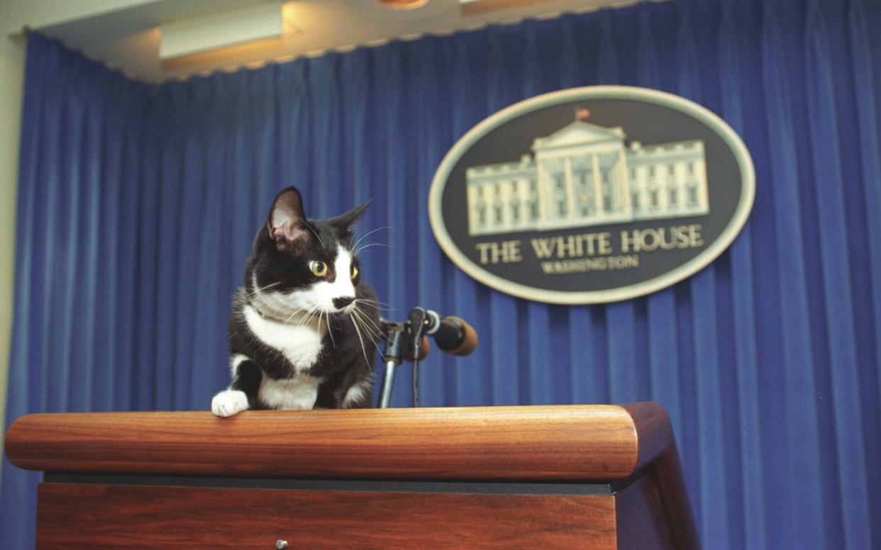 Socks the Cat, the First Pet of former President Bill Clinton and wife Hillary Clinton, is one of the last felines to have graced the White House, seen here in the press room in 1993 - Smith Collection/Gado 