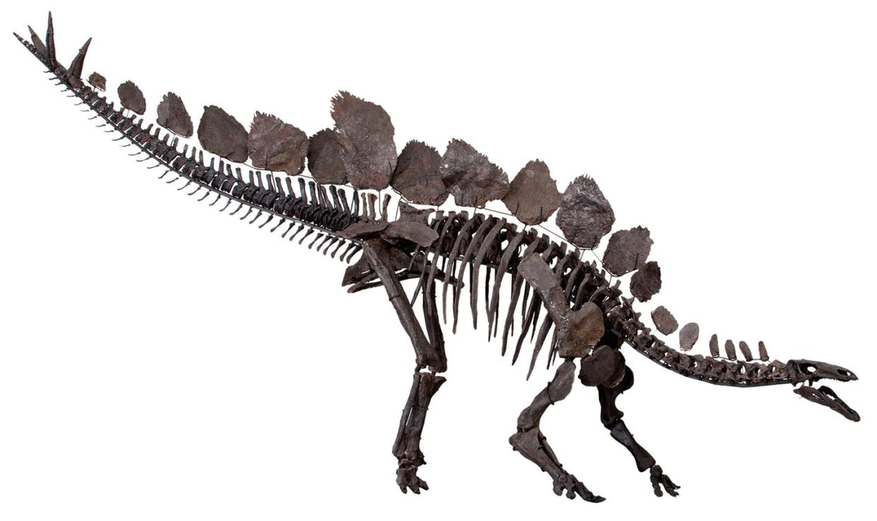 <span class="caption">How can researchers tell if male and female dinosaurs, like the stegosaur, were different?</span> <span class="attribution"><a class="link " href="https://commons.wikimedia.org/wiki/File:Journal.pone.0138352.g001A.jpg#/media/File:Journal.pone.0138352.g001A.jpg" rel="nofollow noopener" target="_blank" data-ylk="slk:Susannah Maidment et al. & Natural History Museum, London;elm:context_link;itc:0;sec:content-canvas">Susannah Maidment et al. & Natural History Museum, London</a>, <a class="link " href="http://creativecommons.org/licenses/by/4.0/" rel="nofollow noopener" target="_blank" data-ylk="slk:CC BY;elm:context_link;itc:0;sec:content-canvas">CC BY</a></span>