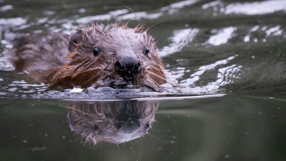 Beaver swimming in a river