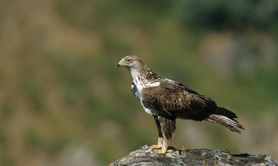 Bonelli’s eagle