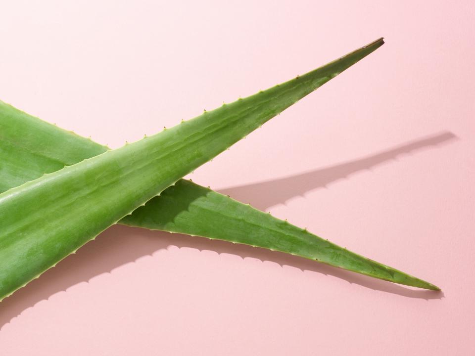 Aloe-based lubricants have become popular with&nbsp;brands like <a href="https://fave.co/2wtjlU5" target="_blank" rel="noopener noreferrer">Dame Products</a>, <a href="https://fave.co/2SHFnLE" target="_blank" rel="noopener noreferrer">Maude</a> and <a href="https://fave.co/2Pc1p6Z" target="_blank" rel="noopener noreferrer">Unbound Babes</a>.<strong>&nbsp;</strong>They&nbsp;are technically water-based, but also include a combination of natural ingredients. (Photo: SCIENCE PHOTO LIBRARY via Getty Images)