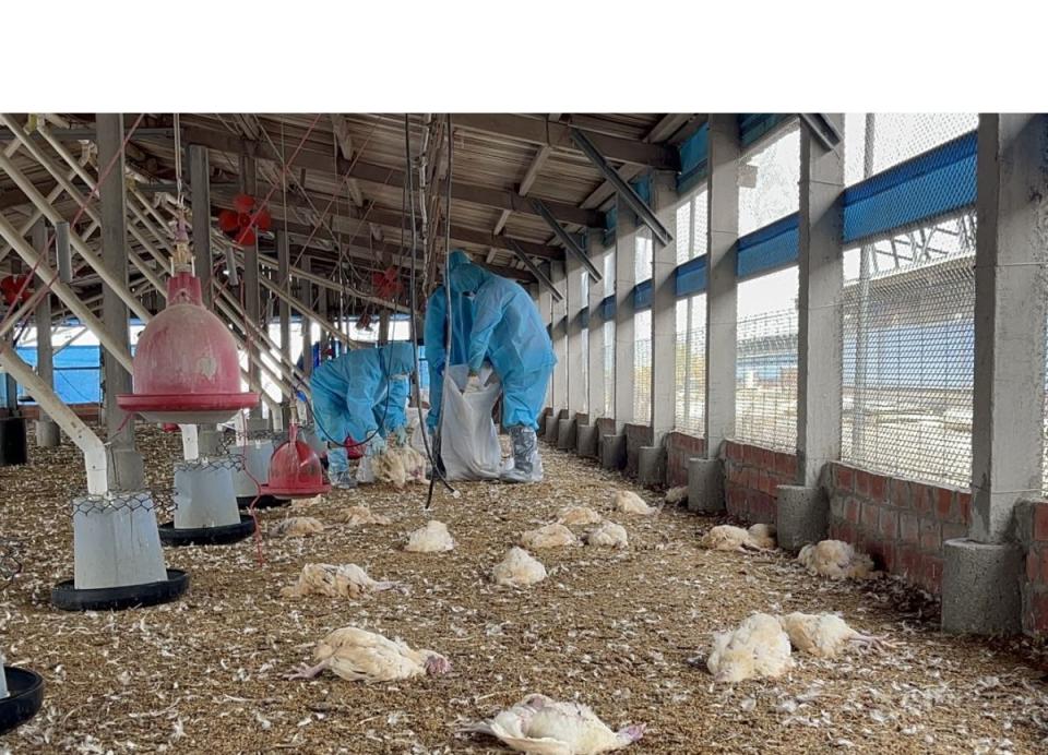 彰化今年首傳禽流感！大城鄉土雞場遭危害，撲殺近萬隻土雞。（圖：彰化動防所提供）