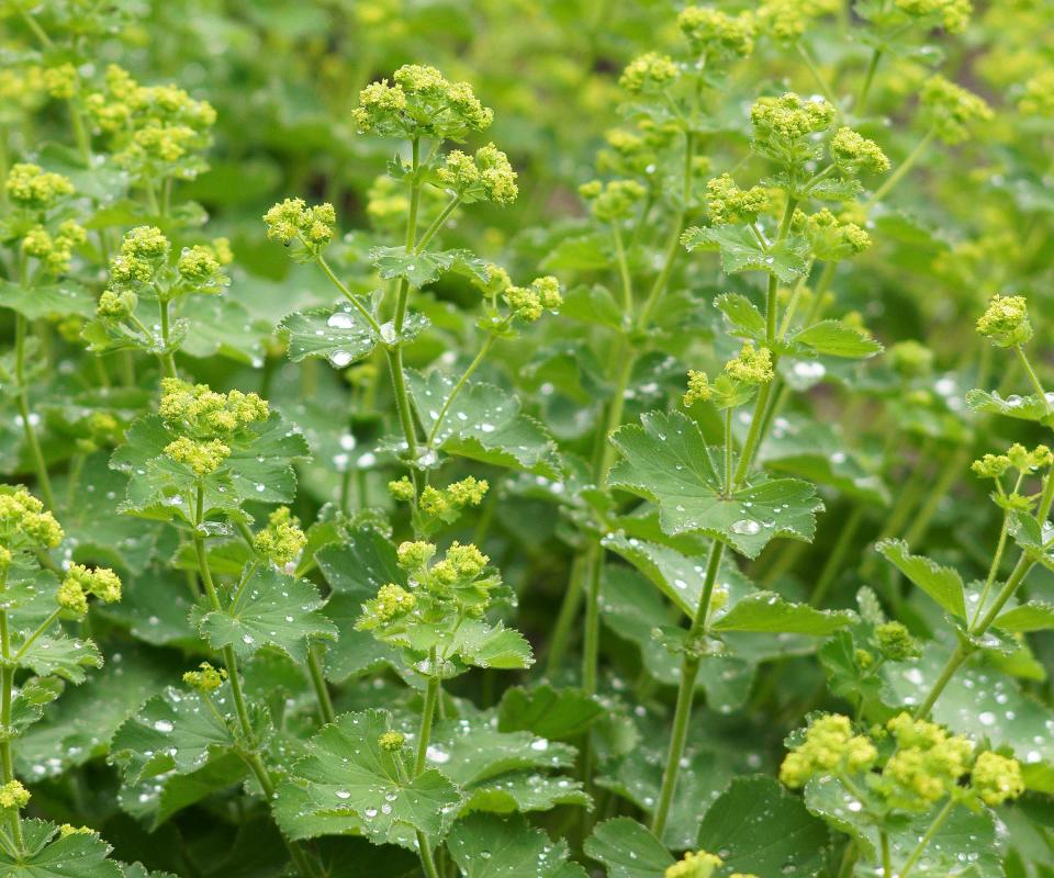 <p> <strong>Height:</strong> 20in </p> <p> <strong>Hardiness:</strong> USDA 3-8 </p> <p> <strong>Vase life:</strong> 7-10 days&#xA0; </p> <p> The frilly-edged foliage of Alchemilla mollis is a feature in itself, which collects raindrops like small jewels. But, in spring and early summer, it also boasts tiny, star-like, acid-green blooms which add a zing of color to smaller floral displays: think buttonholes and crowns. </p> <p> &apos;Cut back hard after flowering for a second flush of blooms in late summer,&apos; recommends Louise Curley, a garden expert from <em>Amateur Gardening</em> magazine. &apos;Cutting will stop it self-seeding everywhere.&apos; </p> <p> It grows best in sun or partial shade. Harvest just as the flowers are beginning to open. </p>